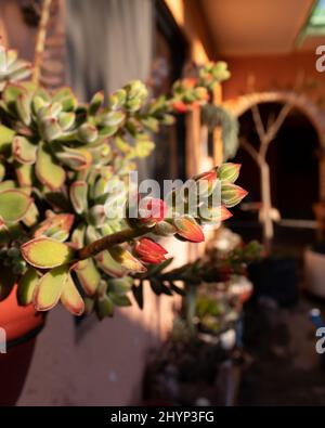 Vertikale Nahaufnahme der Echeveria pulvinata, der Plüschpflanze. Stockfoto