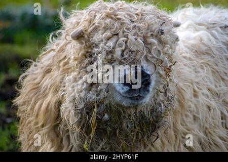 Ein Wollschaf, das auf einer grünen Wiese weidet. Fröhliches Lächeln auf hübschem Gesicht, mit scharfem Fokus. Stockfoto