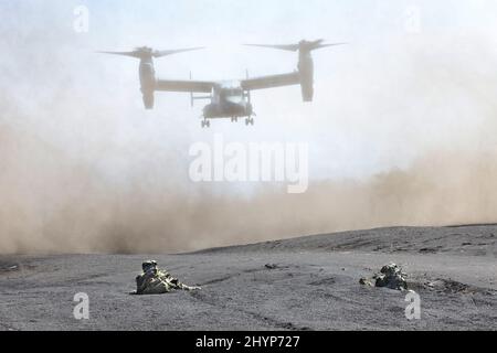 Gotemba, Japan. 15. März 2022. Die MV-22 Osprey VON US Marine nähert sich am Dienstag, den 15. März 2022, dem Higashi Fuji Übungsgebiet in Gotemba für eine gemeinsame militärische Übung zwischen Japan und den USA in der Präfektur Shizuoka, westlich von Tokio, während die Soldaten der japanischen Amphibienschnellabwehrbrigade automatische Gewehre anvisieren, um sie zu unterstützen. Die japanische Schnelleinsatzbrigade 1. für Amphibien und die US 31. Marine Expeditionary Unit eröffneten ihre gemeinsame heliborne Übung für die Presse. Quelle: Yoshio Tsunoda/AFLO/Alamy Live News Stockfoto