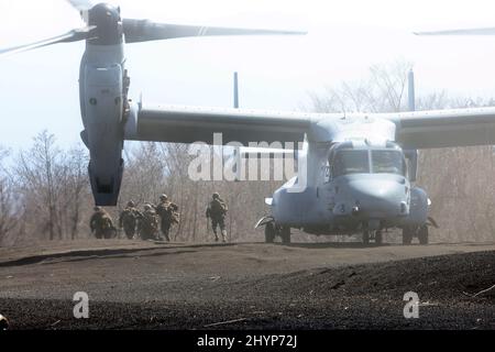 Gotemba, Japan. 15. März 2022. US-Marine-Soldaten steigen am Dienstag, den 15. März 2022, bei einer gemeinsamen Militärübung zwischen Japan und den USA im Higashi Fuji Übungsgebiet in Gotemba in der Präfektur Shizuoka westlich von Tokio aus einem MV-22-Fischadler aus. Die japanische Schnelleinsatzbrigade 1. für Amphibien und die US 31. Marine Expeditionary Unit eröffneten ihre gemeinsame heliborne Übung für die Presse. Quelle: Yoshio Tsunoda/AFLO/Alamy Live News Stockfoto