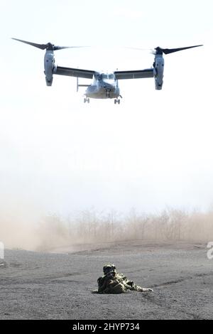 Gotemba, Japan. 15. März 2022. Der MV-22 Osprey VON US Marine nähert sich am Dienstag, den 15. März 2022, dem Higashi Fuji Übungsgebiet in Gotemba für eine gemeinsame militärische Übung zwischen Japan und den USA in der Präfektur Shizuoka, westlich von Tokio, während ein Soldat der japanischen Amphibious Rapid Deployment Brigade ein automatisches Gewehr anstrebt. Die japanische Schnelleinsatzbrigade 1. für Amphibien und die US 31. Marine Expeditionary Unit eröffneten ihre gemeinsame heliborne Übung für die Presse. Quelle: Yoshio Tsunoda/AFLO/Alamy Live News Stockfoto