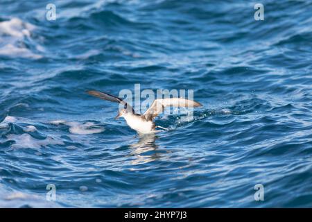 Balearen-Shearwater (Puffinus mauretanicus) im Flug über Wasserwellen. Mittelmeer. Tarragona, Katalonien, Spanien, Europa. Stockfoto