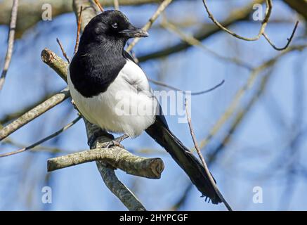 Eine kleine Elster, die in einem frühen Frühjahr auf einer Zweigstelle im Devonport Park in Plymouth thront. Die eurasische oder gewöhnliche Elster wird als eine der größten int angenommen Stockfoto