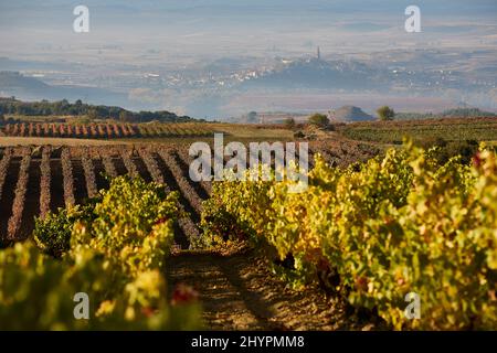 26/10/21 Morgensonne auf Weinbergen mit Briones im Hintergrund, Rivas de Tereso (La Rja), Spanien. Foto von James Sturcke | sturcke.org Stockfoto