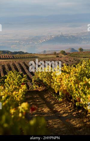 26/10/21 Morgensonne auf Weinbergen mit Briones im Hintergrund, Rivas de Tereso (La Rja), Spanien. Foto von James Sturcke | sturcke.org Stockfoto