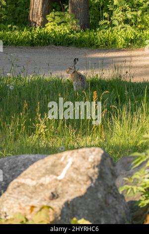 Porträt eines wilden braunen Hasen oder europäischen Hasen, Lepus europaeus, der auf einem grasbewachsenen Feld sitzt. Im Vordergrund ein großer Felsen. Hochwertige Fotos Stockfoto