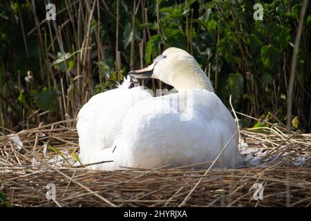 Ein weiblicher stummer Schwan (Cygnus olor), der während des Frühlings auf einem Nest sitzt Stockfoto