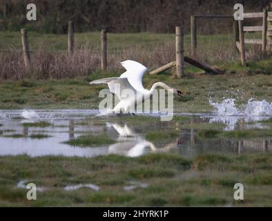 Ein männlicher Mute Swan (Cygnus olor), der aus einem überfluteten Feld mit einem Zaun im Hintergrund und Spiegelung im Wasser fliegt Stockfoto