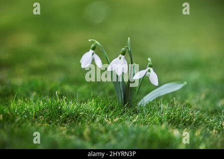 Galanthus nivalis, Frühlingsblumen Schneeglöckchen auf grünem Hintergrund. Stockfoto