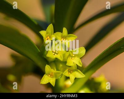 Nahaufnahme der Blüten eines Lorbeer (Daphne laureola), sonniger Tag im Frühling, Wien (Österreich) Stockfoto