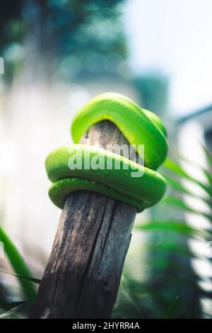 Nahaufnahme einer Green Tree Python auf einem Baum Stockfoto