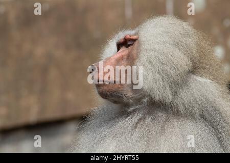 Hamadryas Pavian (Papio hamadryas) Männliche hamadryas Pavian schlafen auf den Felsen mit einem natürlichen Brauner Hintergrund Stockfoto