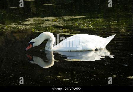 Stummer Schwan (Cygnus olor) Stumm Schwan Fütterung mit Sonnenlicht auf der Ente Unkraut Im Hintergrund Stockfoto