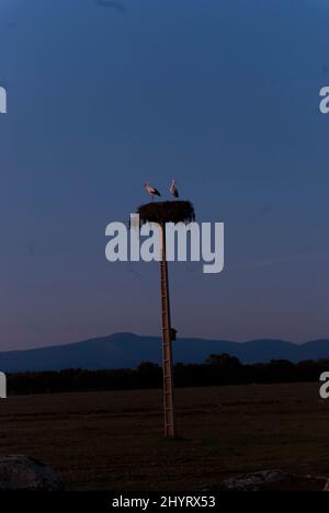 Zwei Störche im Nest auf dem Strompol bei Sonnenuntergang im Winter in Extremadura vertikal Stockfoto