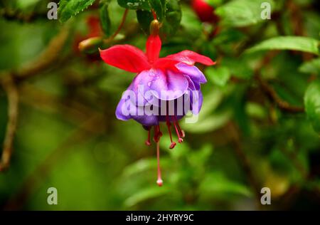 Nahaufnahme einer roten und violetten Blume einer Forfar´s Pride fuchsia (Fuchsia hybrida) Stockfoto