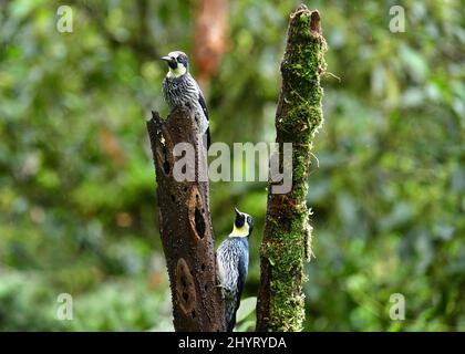 Zwei Acorn-Specht (Melanerpes formicivorus), die auf einem Baumstamm thront. Valle del Cauca, Kolumbien Stockfoto