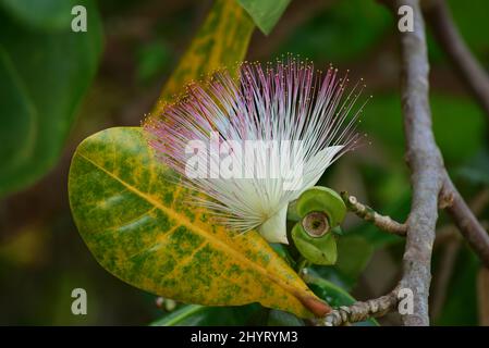 Blume des Fischgiftbaums (Barringtonia asiatica), der in den Mangrovenlebensräumen beheimatet ist. Thailand Stockfoto