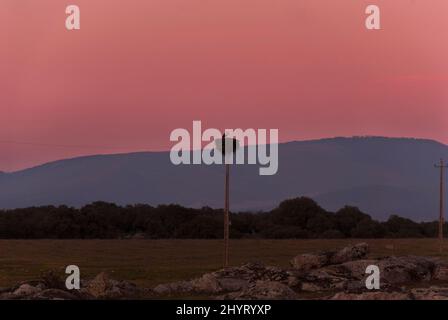 Storch im Nest auf dem Strommast bei Sonnenuntergang im Winter in Extremadura Stockfoto