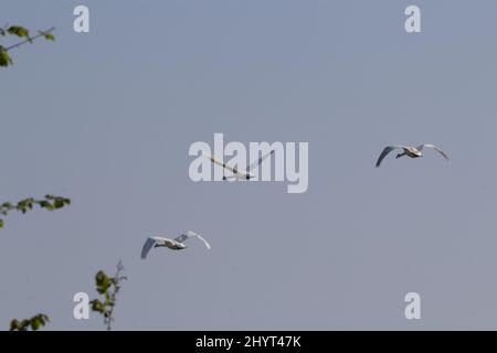 Drei Mute Swan (Cygnus olor) fliegen zusammen in einer Linie mit einem hellblauen Himmel im Hintergrund Stockfoto