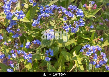 Schöner frühlingsblühender Hintergrund mit leuchtend blauen Blüten Lungwort (Pulmonaria) auf einer Wiese im Gras Nahaufnahme auf einem verschwommenen Hintergrund von trockenem Gra Stockfoto