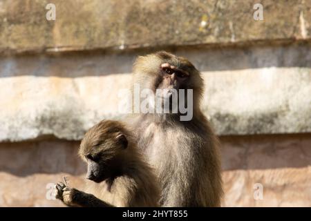 Zwei junge Hamadryas Pavian (Papio hamadryas) sitzen zusammen Stockfoto