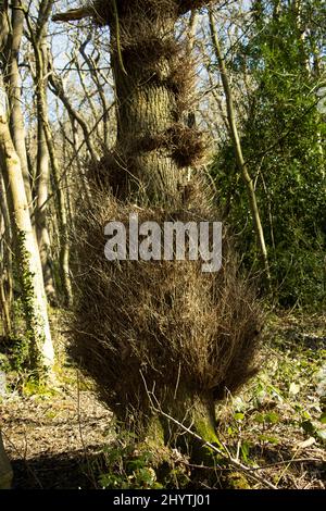 Taphrina ist eine Gattung parasitärer Ascomycota-Gallenpilze. Dies ist bei Erlen- und Birkenbäumen üblich und produziert dichte, stigartige Formationen. Stockfoto