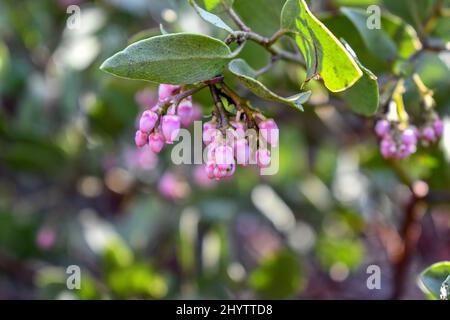 Greenleaf Manzanita blüht im Sequoia National Park Stockfoto