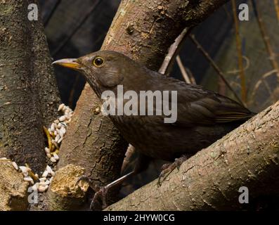 Weibliche Eurasische Amsel Stockfoto