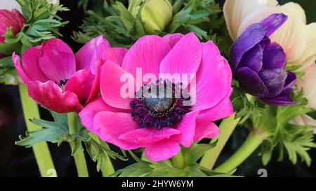 Nahaufnahme von schönen Anemonen in einem Blumenstrauß, dunkler Hintergrund, Blick von der Seite Stockfoto