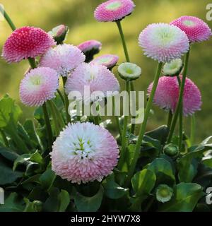 Nahaufnahme von fesh bellis perennis in einem Blumentopf Stockfoto