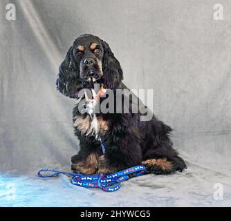 Porträt eines amerikanischen Cocker Spaniel, schwarz, weiß und braun. Stockfoto