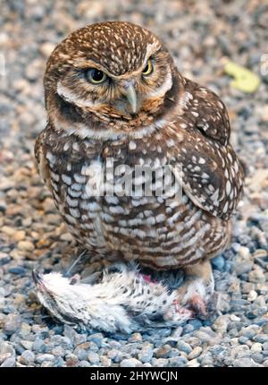 Porträt einer grasenden Eule, Athene cunicularia, einer kleinen, bodenigen Eule, die viele der westlichen Staaten der Vereinigten Staaten bewohnt. Stockfoto