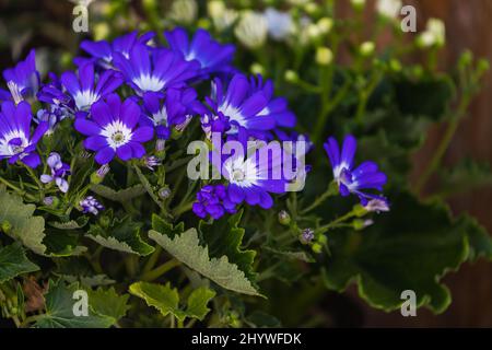 Nahaufnahme einer schönen frischen schneeweißen Ringelblume vor einem Hintergrund von grünem Gras wächst in einem Hausgarten, Seitenansicht Stockfoto