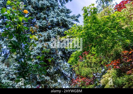 Garten voller Pflanzen im Sommer bietet Schatten und Ruhe. Stockfoto