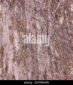 Nahaufnahme von altem und nassem Holz und detailreichem Hintergrundbild Stockfoto