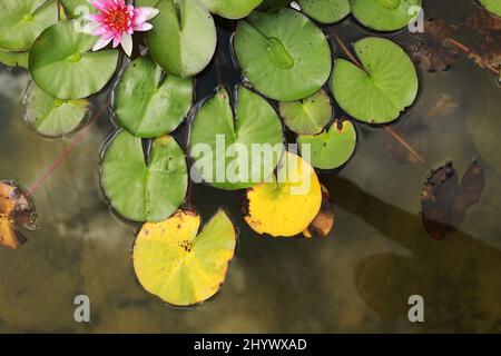 Rosa Wasserlilie mit grünen Seerosen oder Lotusblume Perry's im Gartenteich. Nahaufnahme von Nymphaea, die sich auf grünem Wasser gegen Sonne spiegelt. Blumenlandschaft mit Kopierraum. Selektiver Fokus. Stockfoto