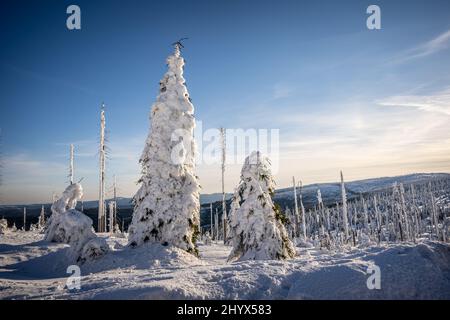 Pinien am Dreisessel-Berghang im Winter an der Grenze zwischen Deutschland und Tschechien Stockfoto