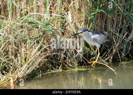 Schwarzkronenreiher (Nycticorax nycticorax) in einem Naturpark des Ebro-Deltas. Spanien. Stockfoto