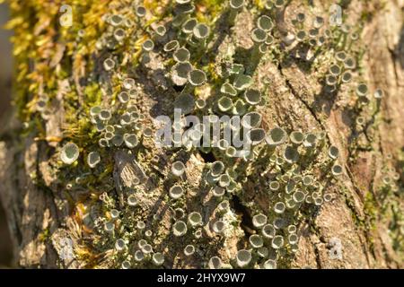 Die Türme der Flechten, die auf dem Balken wachsen Stockfoto