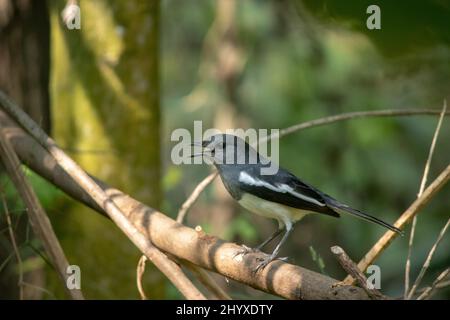 Orientalischer Elster-Robin-Vogel, der schreit. Dhobini-Chara Stockfoto