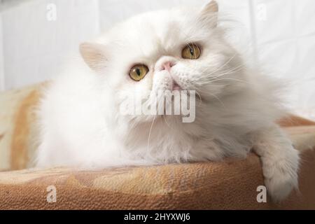 Niedliche persische weiße Katze mit gelben Augen liegt auf dem Bett und schaut auf die Kamera Stockfoto