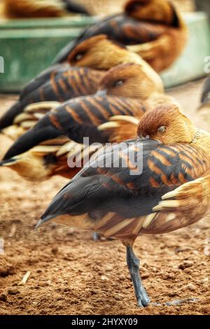 Eine Reihe von schwarzbauchigen Pfeifenten, die im Zoo schlafen Stockfoto