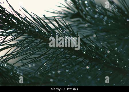 Flauschiger grüner Kiefernzweig mit Wassertropfen auf langen Nadeln. Bokeh-Effekt. Hintergrund der Kiefernverzweigung. Licht wird in Tröpfchen auf Nadelnadeln reflektiert. Stockfoto