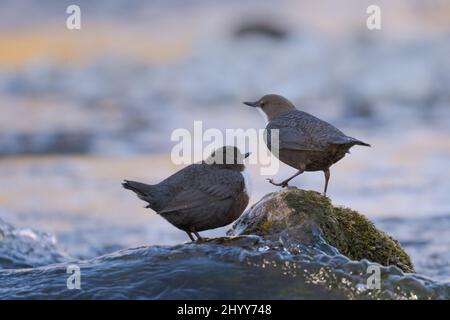 Ein Paar von weißen Kehltöpfen cinclus cinclus stehen auf Felsen mit Moos in schnell fließenden Fluss an sonnigen Tag Stockfoto