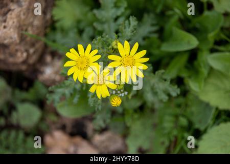 Blüten von Oxford-Ragwurz, die im Freien blühen Stockfoto