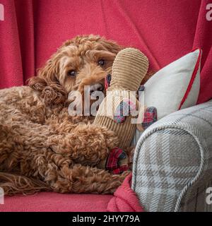 Ein roter Kakadu-Hund, der sich während einer Porträtsitzung im Studio hinlegt und sein Spielzeug kuschelt Stockfoto