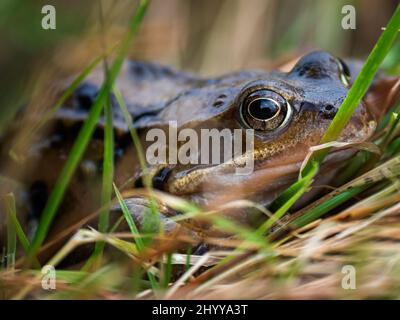 Der gewöhnliche Frosch, auch bekannt als europäischer gewöhnlicher Frosch (Rana temporaria) Stockfoto