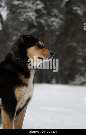 Porträt eines schwarz-braunen Hundes in einem Halsband im Profil vor dem Hintergrund einer Winterlandschaft. Stockfoto