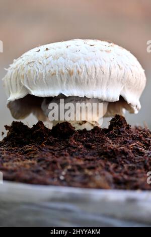 Nahaufnahme der weißen braunen Pilzbodenhaufen und wächst mit Gülle über unscharf grau braunen Hintergrund. Stockfoto