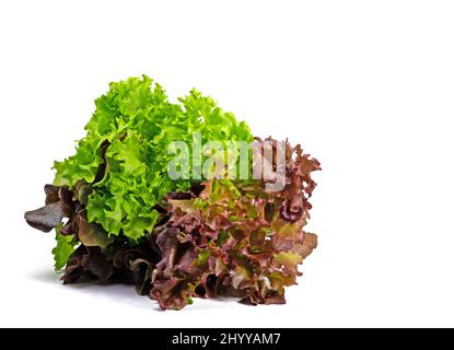 Wählen Sie Salat isoliert vor weißem Hintergrund Stockfoto
